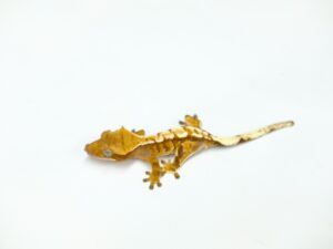 クレステッドゲッコー（フレイム）“No,1”