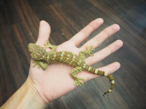 トッケイヤモリ