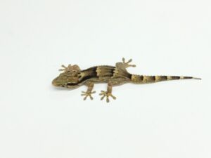 クラカケカベヤモリ