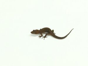 シャムディクソンゲッコー