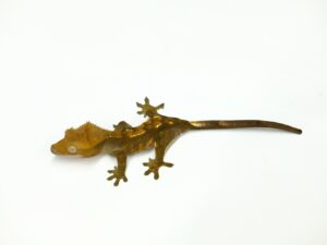 クレステッドゲッコー（フレイム）“No,2”