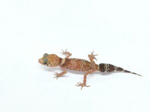 アンダーウッディーサウルス