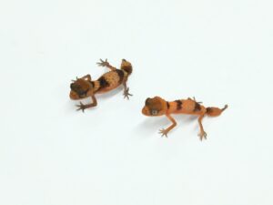 キタオビタマオヤモリ