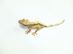 クレステッドゲッコー（ハーレクィン）“No,2”
