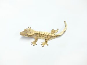 クレステッドゲッコー（エクストリームハーレキン）