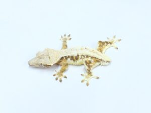 クレステッドゲッコー（リリーホワイトダルメシアン）