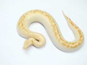 マラヤンブラッドパイソン（T＋アルビノアイボリー）