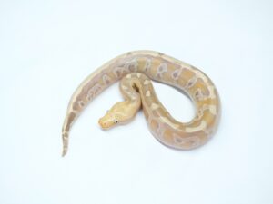 ボルネオブラッドパイソン（サンセットアルビノ）