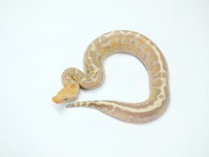 ボルネオブラッドパイソン（サンセットアルビノ）