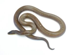 メキシコパイソン