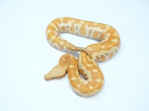 マラヤンブラッドパイソン（T＋アルビノ）