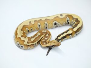 マラヤンブラッドパイソン（Slack line lvl2 ヘテロT＋アルビノ）