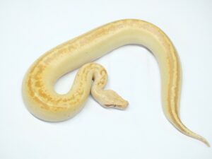 マラヤンブラッドパイソン（T＋アルビノアイボリー）