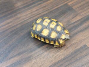 ヒガシベルセオレガメ“No,1”