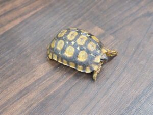 ヒガシベルセオレガメ“No,2”