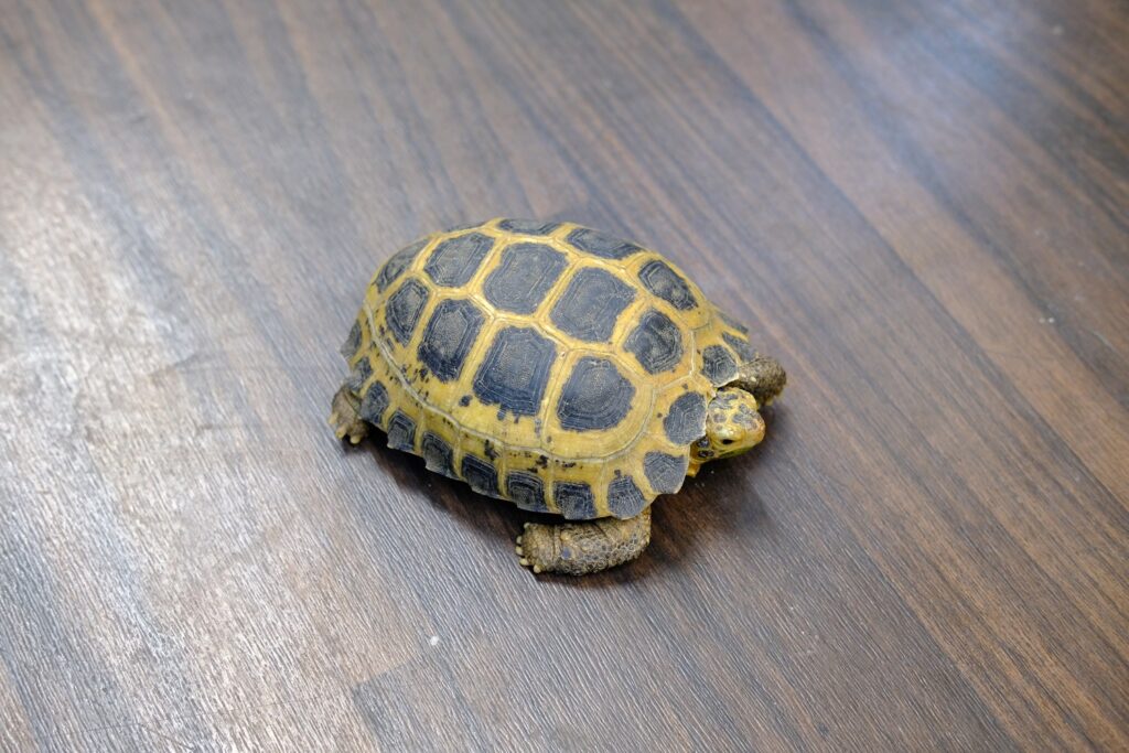 セレベスリクガメ - 爬虫類、両生類のペット販売Maniac Reptiles