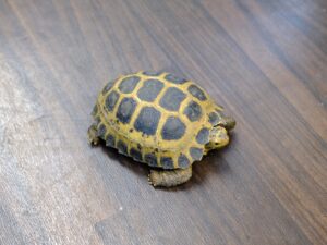 セレベスリクガメ