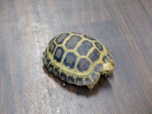 セレベスリクガメ