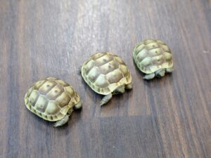 シリアギリシャリクガメ