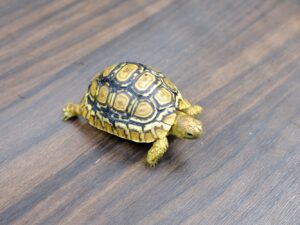 ヒョウモンリクガメ“No,1”