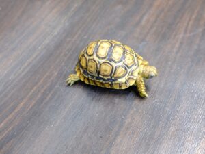 ヒョウモンリクガメ“No,3”