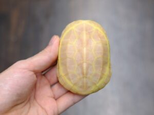 クサガメ（T－アルビノ）