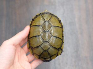 キイロドロガメ