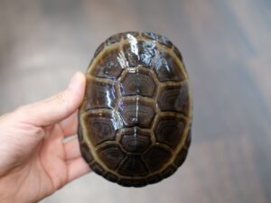 クリイロハコヨコクビガメ