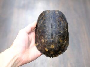 ギアナアシポチヤマガメ“No,1”