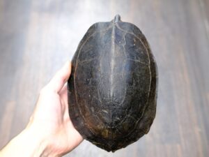 ギアナアシポチヤマガメ“No,2”