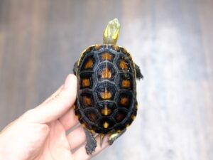 チュウゴクセマルハコガメ（安徽省）“No,1”