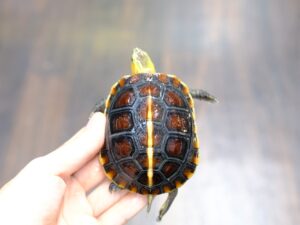 チュウゴクセマルハコガメ（安徽省）“No,2”