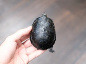 キボシイシガメ