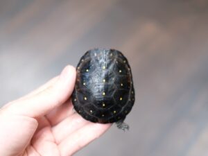 キボシイシガメ