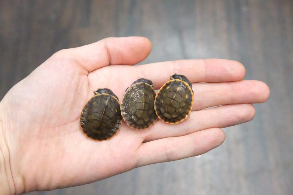 ニシキマゲクビガメ - 爬虫類、両生類のペット販売Maniac Reptiles