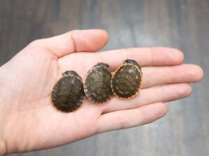 ニシキマゲクビガメ