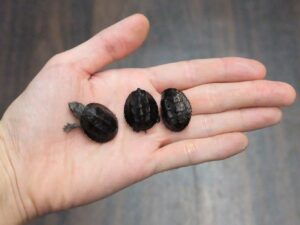 ミシシッピニオイガメ