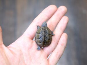 ミシシッピニオイガメ