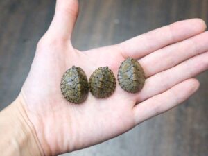 カブトニオイガメ