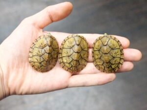 オオアタマヒメニオイガメ