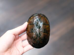 ノドジロドロガメ