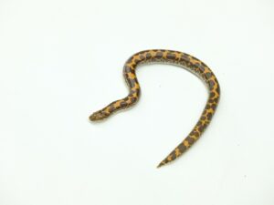 ケニアサンドボア