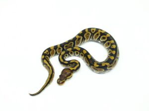 チョコレート“No,2”