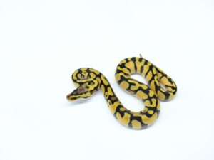 パステルエンチダブルヘテロクラウン＆デザートゴースト