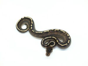 GHIシナモンポッシブルYB