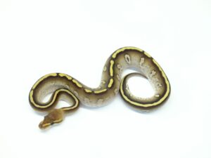 モハべサイプレスポッシブルレイブン