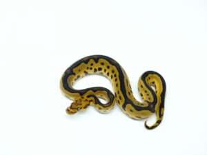 レオパードクラウン