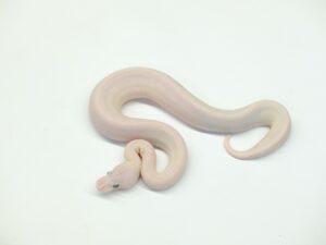 ブルーアイリューシ(ルッソ×モハべ)