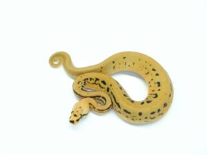 コンフュージョンバットマンYB