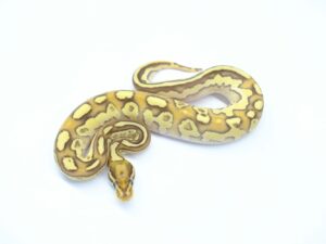 ファイアーレッサーYBスポットノーズヘテロアルビノ